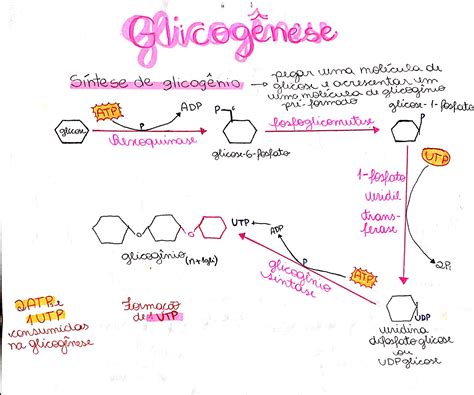 o que é gliconeogenese
